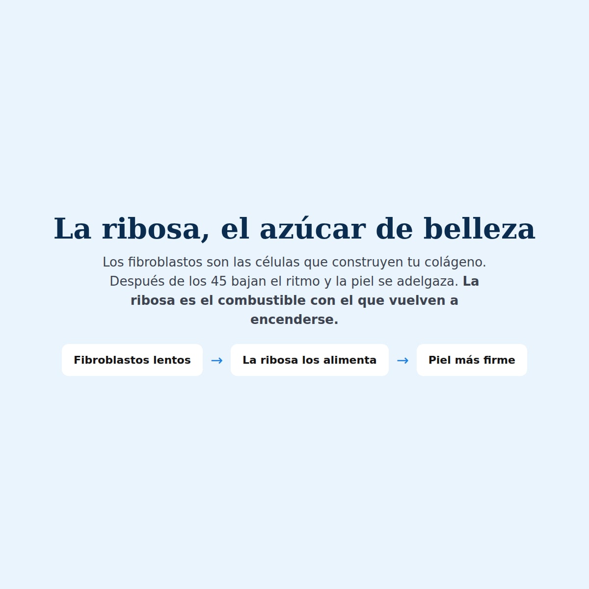 Cómo funciona la ribosa sobre los fibroblastos