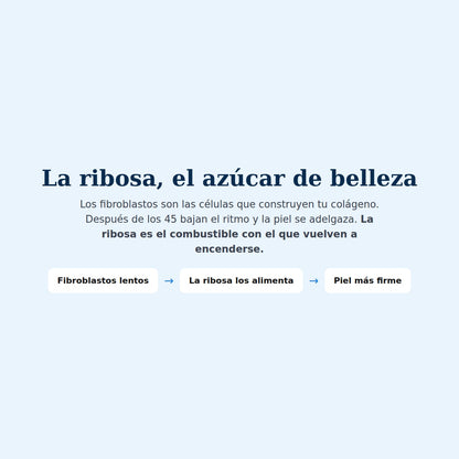 Cómo funciona la ribosa sobre los fibroblastos